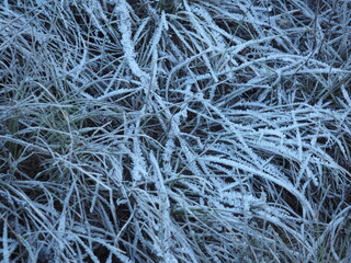 flora bajo el hielo oto&ntilde;al fomando bonitas figuras, lerida, espa&ntilde;a, europa