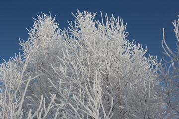 snow frost crystals on white branches trees in the forest Siberia in winter in the climate of Russia