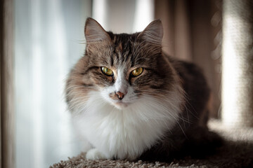 A domestic three-haired cat lies on a bed and looks straight.