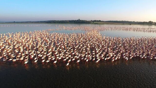 Panorama of thousands of pink flamingos in the lake, Spain