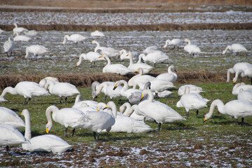うっすら雪が積もる田んぼで落ち穂拾いするハクチョウの群れ