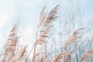 Pampas grass on the lake, reed layer, reed seeds. Golden reeds on the lake sway in the wind against the blue sky. Abstract natural background. Beautiful pattern with neutral colors. Selective focus. - obrazy, fototapety, plakaty