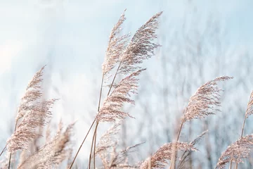 Foto op Canvas Pampas grass on the lake, reed layer, reed seeds. Golden reeds on the lake sway in the wind against the blue sky. Abstract natural background. Beautiful pattern with neutral colors. Selective focus. © kseniaso