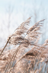 Pampas grass on the lake, reed layer, reed seeds. Golden reeds on the lake sway in the wind against the blue sky. Abstract natural background. Beautiful pattern with neutral colors. Selective focus - obrazy, fototapety, plakaty