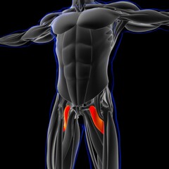 Pectineus Muscle Anatomy For Medical Concept 3D Illustration