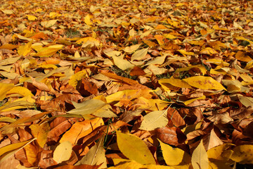 Yellow- brown leaves on a ground