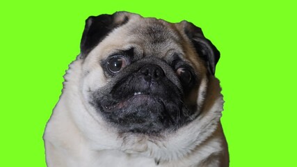Cute pug dog looking at camera on green screen. Chroma key background