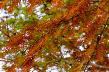 Close-up look of beautiful bald cypress forest in fall in taiwan Nantou County. Background view of the orange and green Taxodium distichum in the autumn.