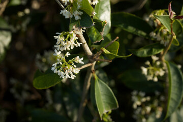 White Blossoms on Branch