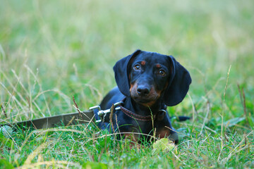 Dog breed dachshund