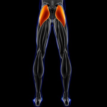 Gluteus Maximus Muscle Anatomy For Medical Concept 3D Illustration