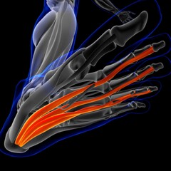 Obraz na płótnie Canvas Flexor Digitorum Brevis Muscle Anatomy For Medical Concept 3D Illustration