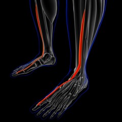 Obraz na płótnie Canvas Extensor Hallucis Longus Muscle Anatomy For Medical Concept 3D Illustration