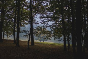 Obraz na płótnie Canvas Oak forest, colorful nature autumn