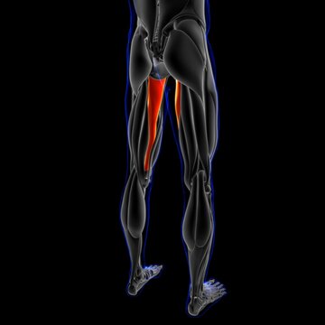 Adductor Magnus Muscle Anatomy For Medical Concept 3D Illustration