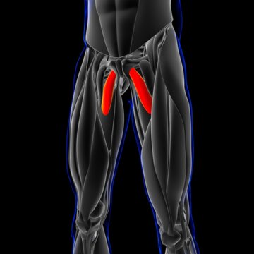 Adductor Brevis Muscle Anatomy For Medical Concept 3D Illustration
