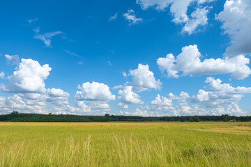Cumulus clouds against clear blue sky over green yellow paddy field on sunny day background.	