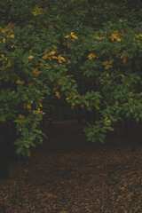 Oak leaves, colorful autumn, nature