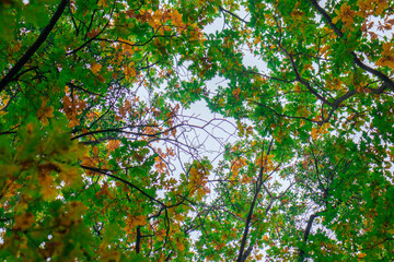 Oak leaves, colorful autumn, nature