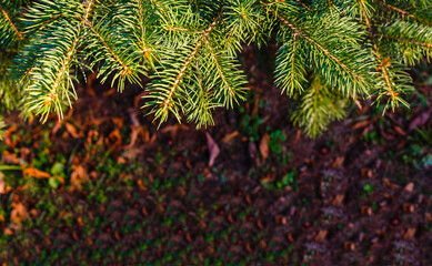  Closeup of Festively Decorated Outdoor Christmas tree with bright red balls on blurred sparkling fairy background. Defocused garland lights, Bokeh effect