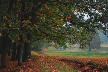 Oak forest, colorful nature autumn