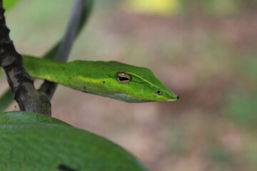 snake in the grass