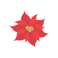 Poinsettia flower isolated on a white background in a trendy style. Vector, hand-drawn illustration for the design of Christmas or new year greeting cards.
