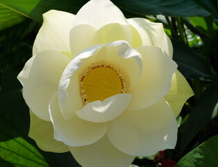 Lotus flower. Beautiful water lily close-up of white color. - 397025351
