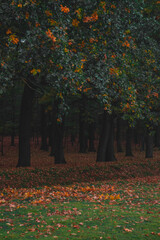 Oak forest, colorful nature autumn