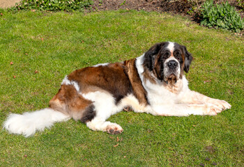 Gracie, a senior Saint Bernard, lounges in the garden.