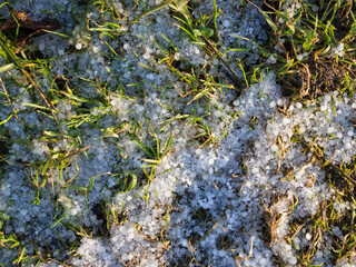grass and snow