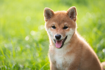 beautiful red shiba inu puppy sitting in the green grass in summer at sunset. Cute japanese red dog