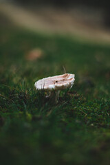 Small White Mushroom in the grass