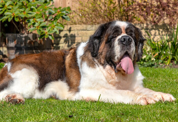 Gracie, a senior Saint Bernard, lounges in the garden.