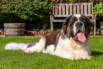 Gracie, a senior Saint Bernard, lounges in the garden.