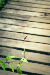 Close up red dragonfly perched on a branch top of vine plant against rustic wooden planks blurred background.
