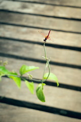 Close up red dragonfly perched on a branch top of vine plant against rustic wooden planks blurred background.