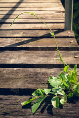 Climbing plant growing on rustic wooden planks bridge against long shadow lines of fence.
