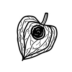 Physalis. Plant. Logo monochrome design. Line art. Ink vector illustration. Isolated on white background.