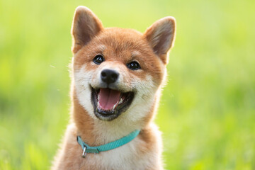 Crazy beautiful red shiba inu puppy sitting in the green grass in summer at sunset. Cute japanese red dog