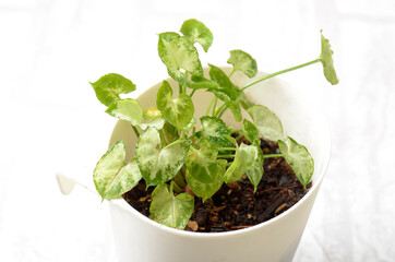 indoor plant in a pot, syngonium pixie mini