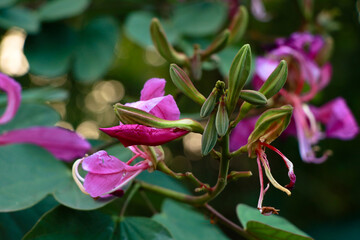 Pink color Bauhinia acuminate or orchid tree flower