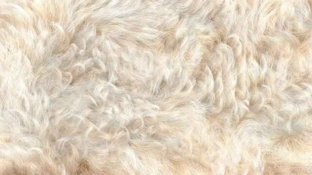 Close up of curly white fur animation, 3D generated, slowly waving white fur texture.