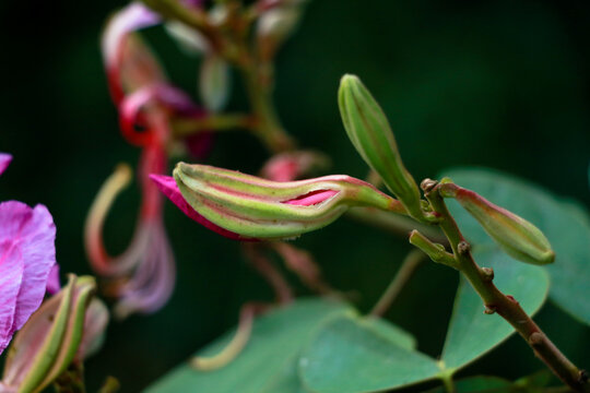 Pink color Bauhinia acuminate or orchid tree flower