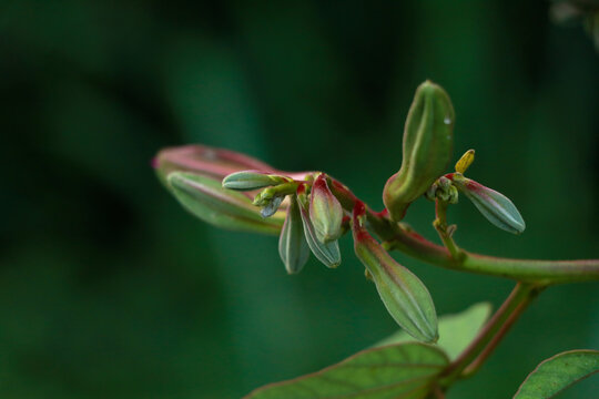 Pink color Bauhinia acuminate or orchid tree flower