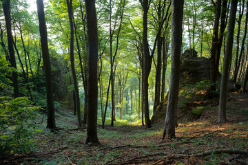 Forest on the rocks of Dobogókő, Hungary