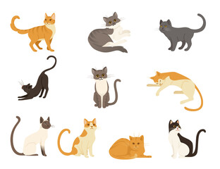 Set of cute cartoon animal design white brown and orange domestic cat adorable animal flat vector illustration
