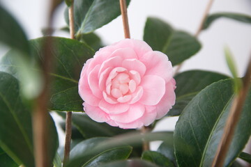Blossom of camelia japonica, Uso Otome variety, light pink petal camelia