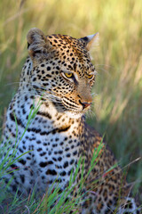African Leopard (Panthera pardus) female portrait on green background.