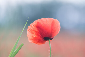 Red poppy in a field